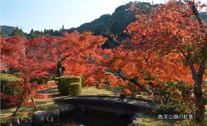 西渓公園の紅葉