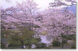 西渓公園（せいけいこうえん）桜の写真