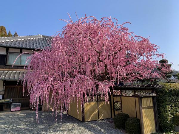 田中さん宅のしだれ梅