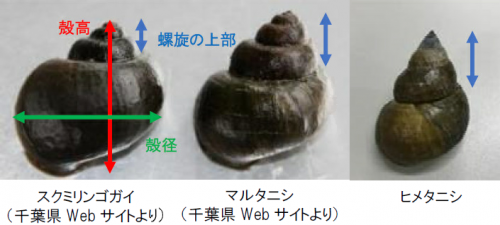 農水省掲載　スクミリンゴガイ防除対策マニュアルより